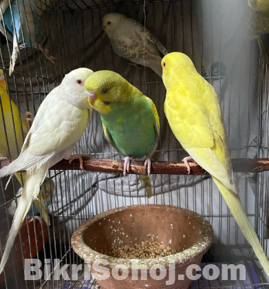 ৯ টি বাজরিগার পাখি বিক্রয় হবে